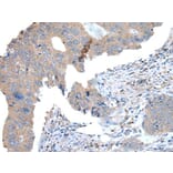 WDR11 Antibody from Signalway Antibody (43976) - Antibodies.com