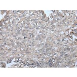 VPS36 Antibody from Signalway Antibody (43983) - Antibodies.com