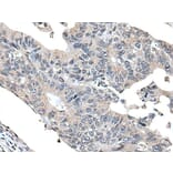VPS36 Antibody from Signalway Antibody (43983) - Antibodies.com