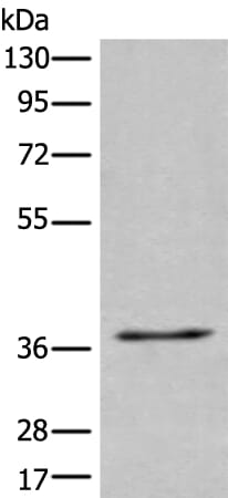 Gel: 8% SDS-PAGE Lysate: 40 &#956;g, Lane: 231 cell lysate, Primary antibody: UBAC2 antibody at dilution 1/400, Secondary antibody: Goat anti rabbit IgG at 1/8000 dilution, Exposure time: 5 seconds