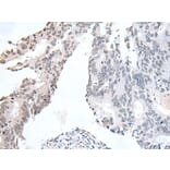 DSCC1 Antibody from Signalway Antibody (43987) - Antibodies.com