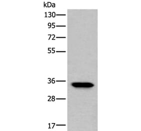 LDHC Antibody from Signalway Antibody (43519) - Antibodies.com
