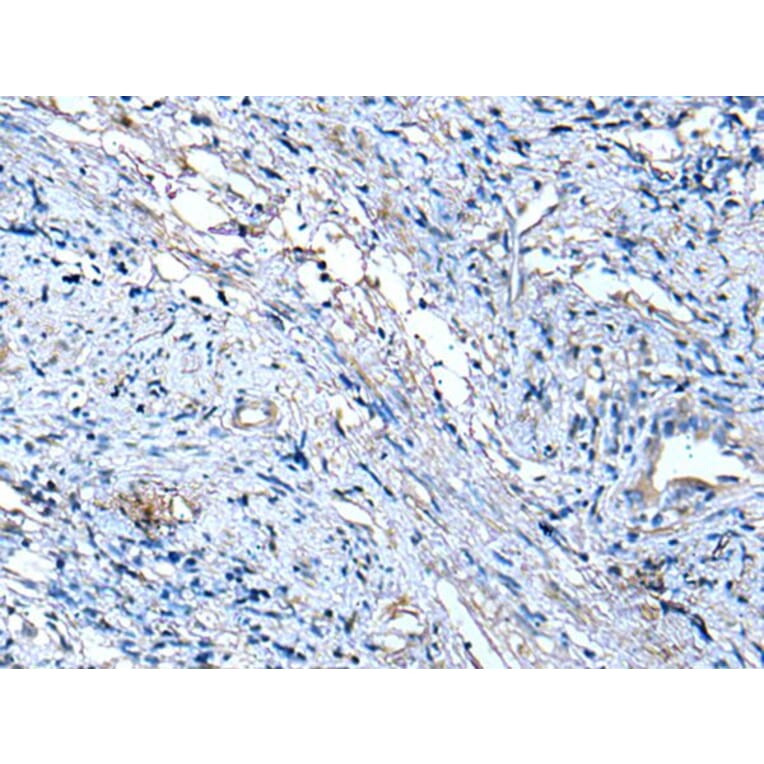 TUBB Antibody from Signalway Antibody (43533) - Antibodies.com