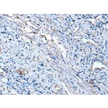TUBB Antibody from Signalway Antibody (43533) - Antibodies.com