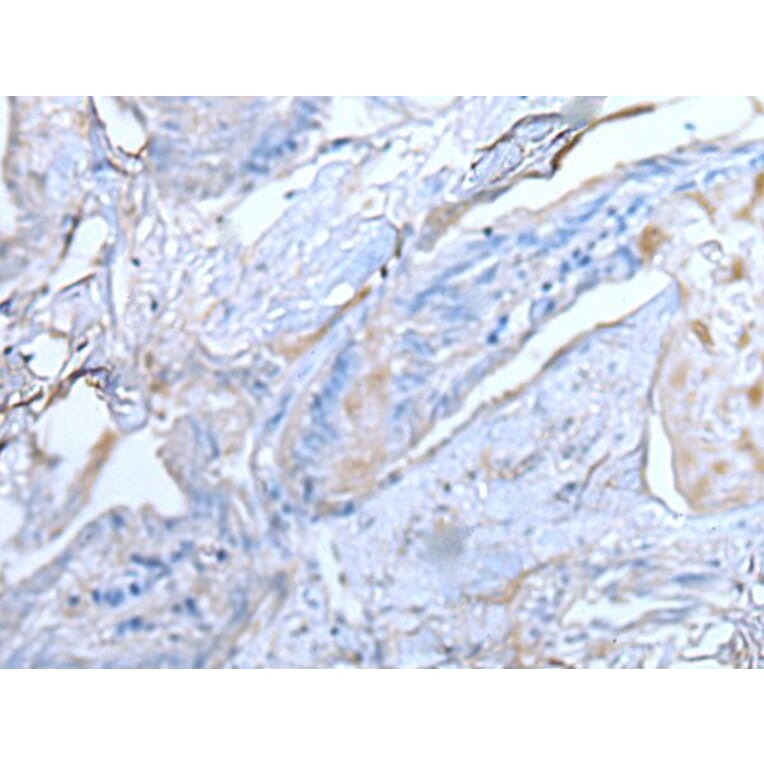 TUBB Antibody from Signalway Antibody (43533) - Antibodies.com