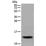 SAA4 Antibody from Signalway Antibody (43534) - Antibodies.com