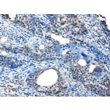 SAA4 Antibody from Signalway Antibody (43534) - Antibodies.com