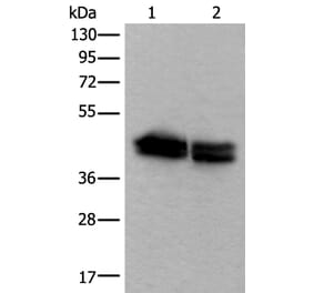 TIA1 Antibody from Signalway Antibody (43541) - Antibodies.com
