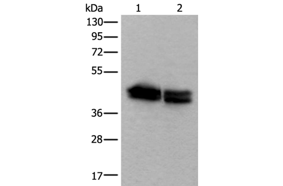 TIA1 Antibody from Signalway Antibody (43541) - Antibodies.com