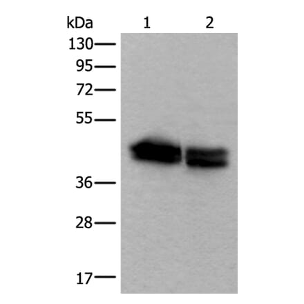 TIA1 Antibody from Signalway Antibody (43541) - Antibodies.com