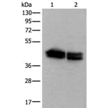 TIA1 Antibody from Signalway Antibody (43541) - Antibodies.com
