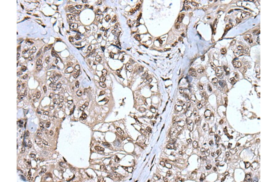 TIA1 Antibody from Signalway Antibody (43541) - Antibodies.com