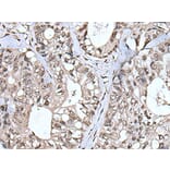 TIA1 Antibody from Signalway Antibody (43541) - Antibodies.com