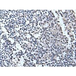 TIA1 Antibody from Signalway Antibody (43541) - Antibodies.com