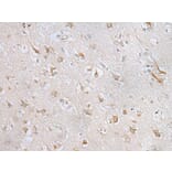 RPL8 Antibody from Signalway Antibody (43561) - Antibodies.com