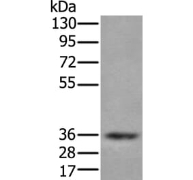 ZPBP Antibody from Signalway Antibody (43583) - Antibodies.com