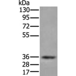 ZPBP Antibody from Signalway Antibody (43583) - Antibodies.com