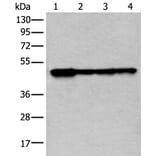 VRK1 Antibody from Signalway Antibody (43595) - Antibodies.com