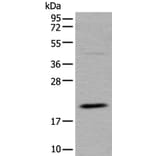 UFC1 Antibody from Signalway Antibody (43612) - Antibodies.com