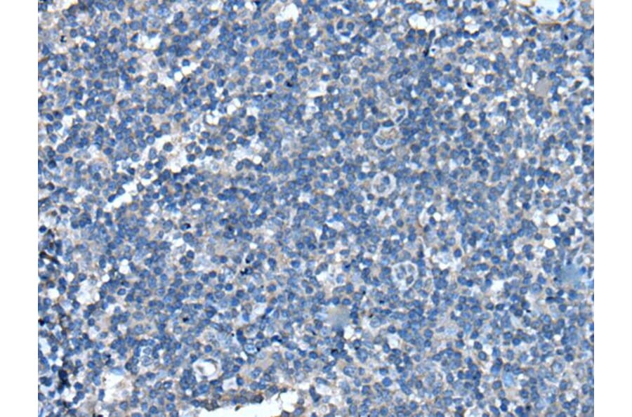 UFC1 Antibody from Signalway Antibody (43612) - Antibodies.com