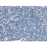 UFC1 Antibody from Signalway Antibody (43612) - Antibodies.com