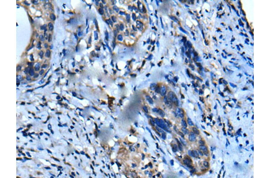 UFC1 Antibody from Signalway Antibody (43612) - Antibodies.com