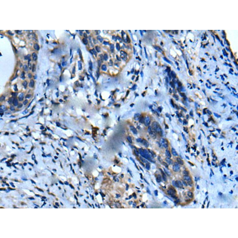 UFC1 Antibody from Signalway Antibody (43612) - Antibodies.com