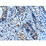 UFC1 Antibody from Signalway Antibody (43612) - Antibodies.com