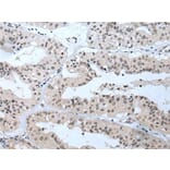 TBX1 Antibody from Signalway Antibody (43639) - Antibodies.com