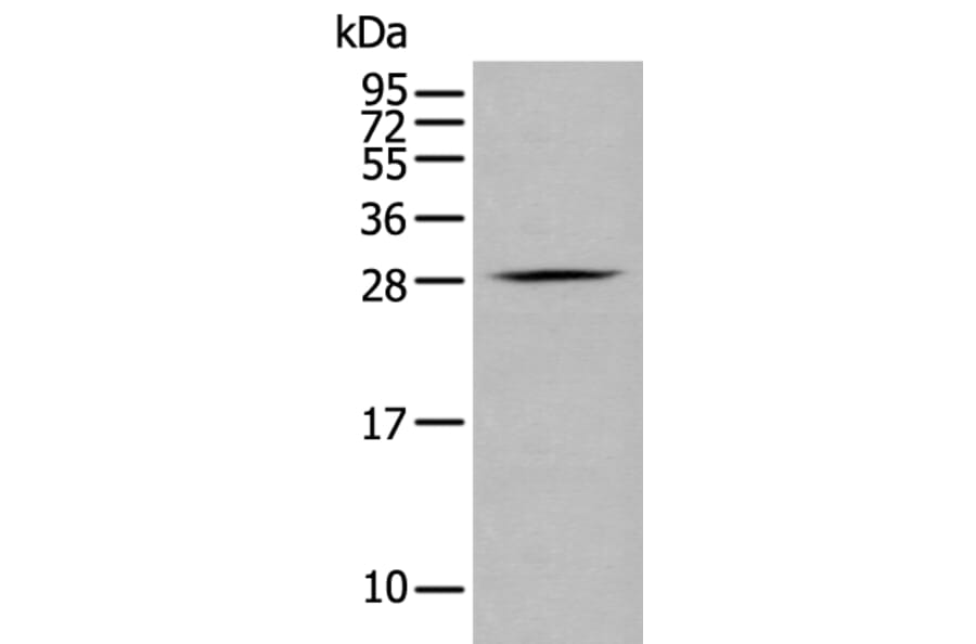 GZMM Antibody from Signalway Antibody (43677) - Antibodies.com