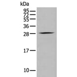 GZMM Antibody from Signalway Antibody (43677) - Antibodies.com