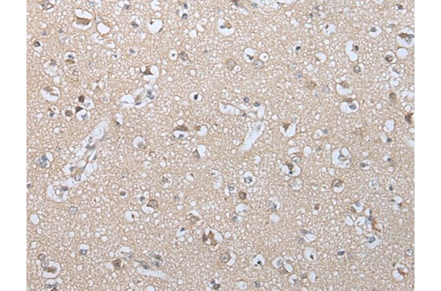 GZMM Antibody from Signalway Antibody (43677) - Antibodies.com