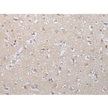 GZMM Antibody from Signalway Antibody (43677) - Antibodies.com