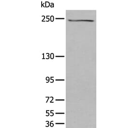 TAF1 Antibody from Signalway Antibody (43706) - Antibodies.com