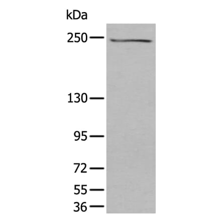 TAF1 Antibody from Signalway Antibody (43706) - Antibodies.com