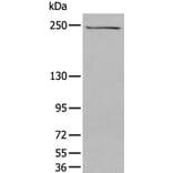 TAF1 Antibody from Signalway Antibody (43706) - Antibodies.com