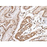 TAF1 Antibody from Signalway Antibody (43706) - Antibodies.com