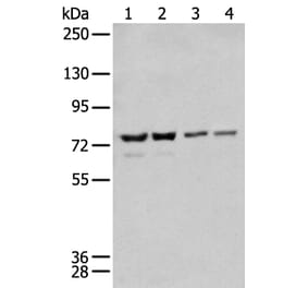 MEN1 Antibody from Signalway Antibody (43716) - Antibodies.com