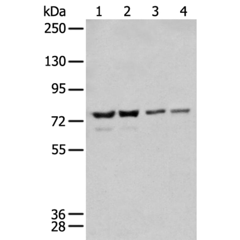 MEN1 Antibody from Signalway Antibody (43716) - Antibodies.com