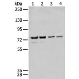 MEN1 Antibody from Signalway Antibody (43716) - Antibodies.com