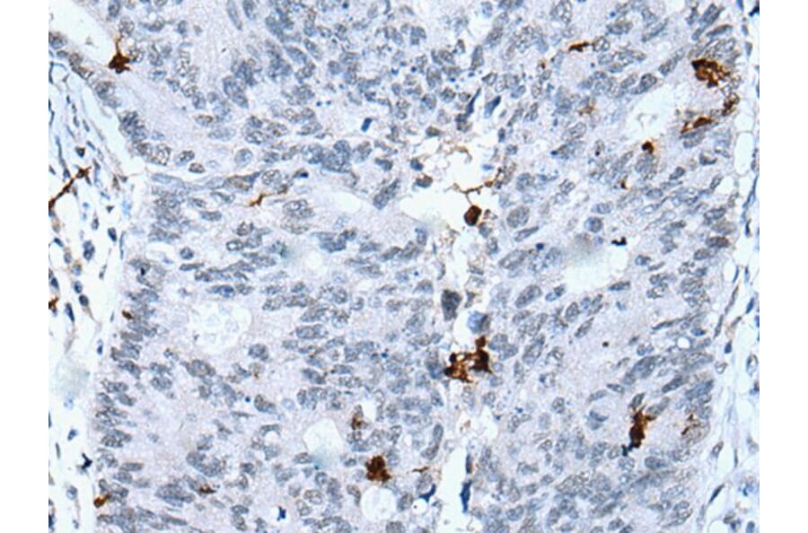 GKN2 Antibody from Signalway Antibody (43724) - Antibodies.com