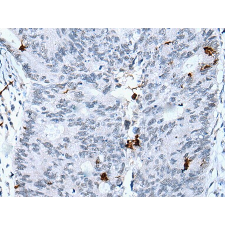 GKN2 Antibody from Signalway Antibody (43724) - Antibodies.com