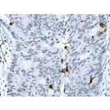 GKN2 Antibody from Signalway Antibody (43724) - Antibodies.com