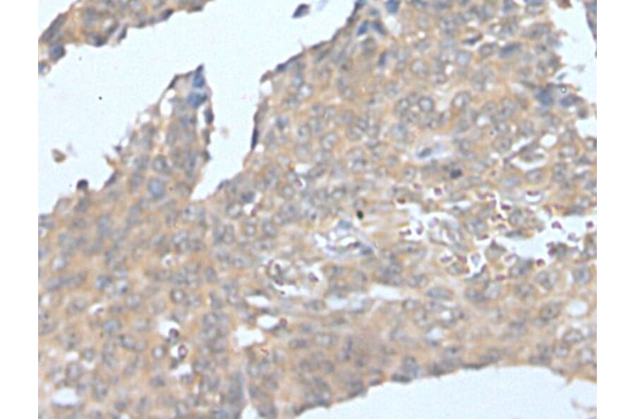 CSF1 Antibody from Signalway Antibody (43751) - Antibodies.com