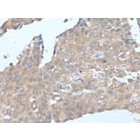 CSF1 Antibody from Signalway Antibody (43751) - Antibodies.com