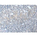 CSF1 Antibody from Signalway Antibody (43751) - Antibodies.com