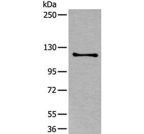 ULK1 Antibody from Signalway Antibody (43772) - Antibodies.com