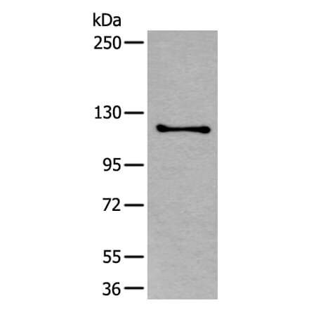 ULK1 Antibody from Signalway Antibody (43772) - Antibodies.com