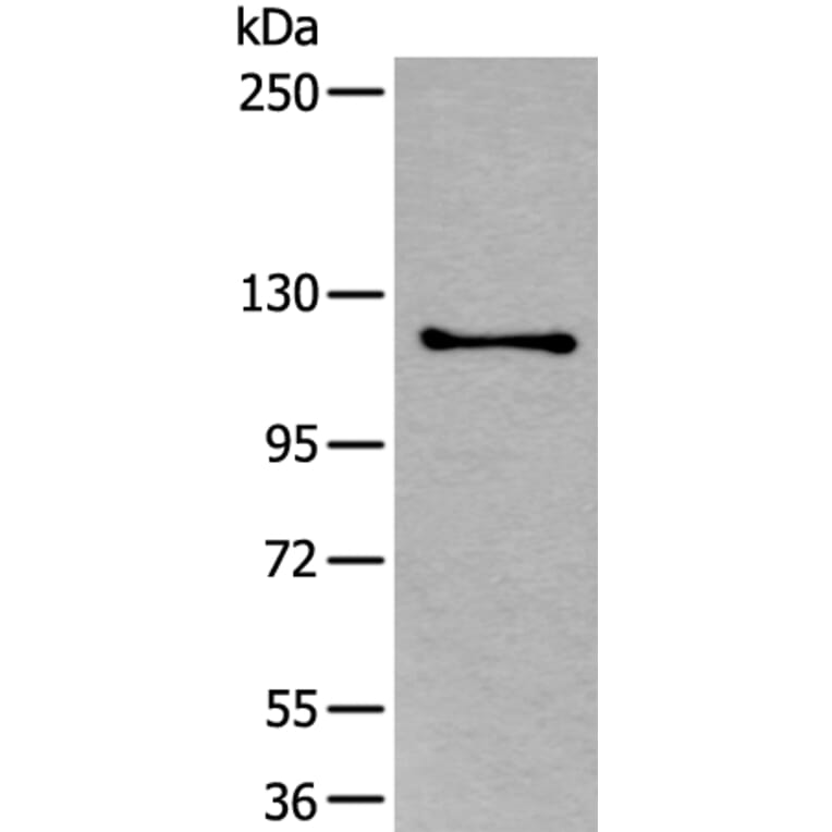 ULK1 Antibody from Signalway Antibody (43772) - Antibodies.com