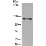 ULK1 Antibody from Signalway Antibody (43772) - Antibodies.com